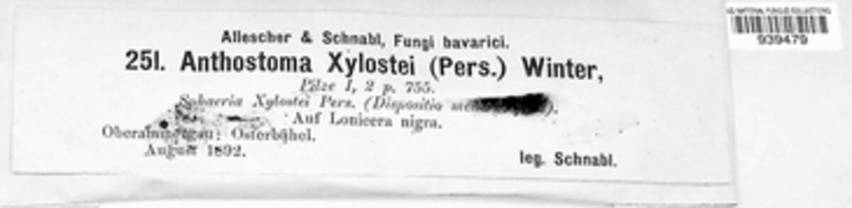 Coniocessiaceae image